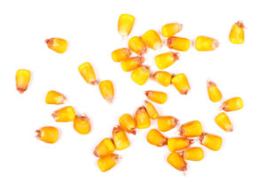 Maïs à Pop corn